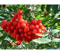 Direct Plants Sorbus Commixta Mountain Ash Tree 6ft Tall Supplied in a 12 Litre Pot by Directplants in Green Direct Plants Green