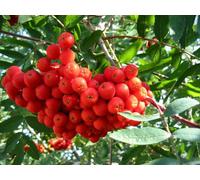 Direct Plants Sorbus Commixta Mountain Ash Tree 6Ft Tall Supplied In A 12 Litre Pot By Directplants