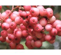 Direct Plants Sorbus Eastern Promise Mountain Ash Tree 5-6Ft Tall In A 7.5 Litre Pot