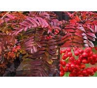 Direct Plants Sorbus Embley Japanese Mountain Ash Tree 5-6ft Supplied in a 7.5 Litre Pot in Green Direct Plants Green