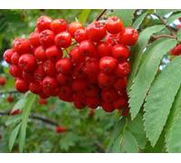 Direct Plants Sorbus Fingerprint Mountain Ash Tree 6ft Tall Supplied in a 12 Litre Pot by Directplants in Green Direct Plants Green