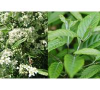 Direct Plants Sorbus Folgneri Emiel Tree 6Ft Tall Supplied In A 12 Litre Pot By Directplants