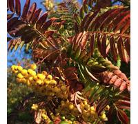 Direct Plants Sorbus Joseph Rock Mountain Ash Tree 5-6Ft Supplied In A 7.5 Litre Pot