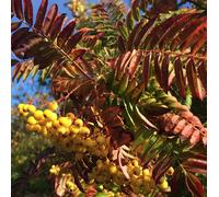 Direct Plants Sorbus Joseph Rock Mountain Ash Tree 6ft Tall Supplied in a 12 Litre Pot by Directplants in Green Direct Plants Green