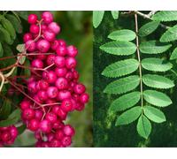 Direct Plants Sorbus Pink Charm Tree 6Ft Tall Supplied In A 12 Litre Pot By Directplants