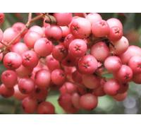 Direct Plants Sorbus Pink Kirsten Mountain Ash Tree 5-6ft Supplied in a 7.5 Litre Pot in Green Direct Plants Green