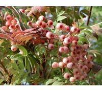 Direct Plants Sorbus Pink Pagoda Mountain Ash Tree 6ft Tall Supplied in a 12 Litre Pot by Directplants in Green Direct Plants Green