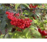 Direct Plants Sorbus Sheerwater Seedling Mountain Ash Tree 6ft Tall Supplied in a 12 Litre Pot by Directplants in Green Direct Plants Green