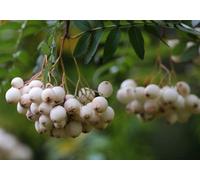 Direct Plants Sorbus White Wax Tree 6Ft Tall Supplied In A 12 Litre Pot By Directplants