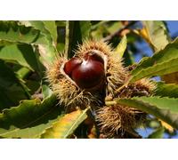 Direct Plants Sweet Chestnut Tree Castanea Sativa Fruit Nut Tree 6Ft Tall Extra Large, Supplied In A 7.5 Litre Pot