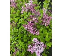 Direct Plants Syringa Meyeri Palibin Korean Dwarf Lilac Shrub Bush Supplied in a 9cm Pot in Green Direct Plants Green
