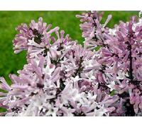 Direct Plants Syringa Miss Kim Dwarf Lilac Bush 40-60Cm Large Supplied In A 3 Litre Pot
