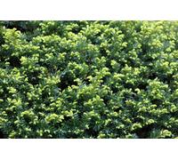 Direct Plants Taxus Baccata English Yew Hedging Plants Pack 5X Large Bushy Trees In 3 Litre Pots