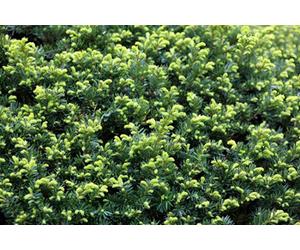 Direct Plants Taxus Baccata English Yew Hedging Plants Pack 5X Large Bushy Trees In 3 Litre Pots