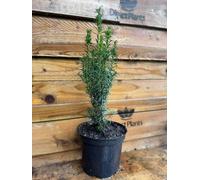 Direct Plants Taxus Fastigiata Robusta Column Yew Tree Large Plant Supplied in a 3 Litre Pot - Pot - 1 - Yew