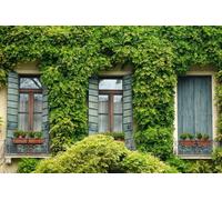 Direct Plants The Evergreen Climbing Plants Selection Garden Border Mix Large Mature Plants Supplied In 3 Litre Pots - Pack Of 24