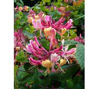 Direct Plants The Fragrant & Flowering Climbing Plants Selection Garden Border Mix Large Mature Plants Supplied in 3 Litre Pots - Pack of 24 in Green Direct Plants Green