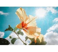 Direct Plants The Full Sun Selection Hardy Plant Garden Border Mix Large Mature Plants Supplied In 3 Litre Pots - Pack Of 12