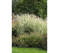Direct Plants The Hardy Ornamental Grass Selection Mix Large 2/3L Pots - Pack of 18 Direct Plants Multicolor
