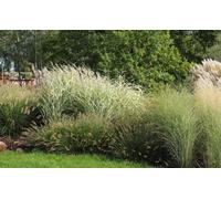 Direct Plants The Hardy Ornamental Grass Selection Mix Large Mature Plants Supplied In 2/3 Litre Pots - Pack Of 24