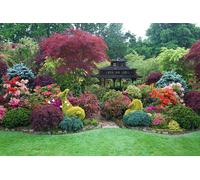 Direct Plants The Middle Mid Height Selection Garden Border Mix Large Mature Plants Supplied in 3 Litre Pots - Pack of 6 in Green Direct Plants Green