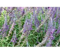 Direct Plants The Mixed Salvia Selection in Large 2/3 Litre Pots Pack of 6 Direct Plants Multicolor