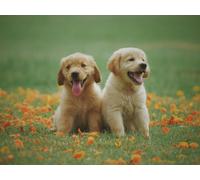 Direct Plants The Pet Freindly Selection Hardy Shrub Plant Garden Border Mix Large Mature Plants Supplied in 3 Litre Pots - Pack of 6 in Green Direct Plants Green