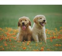 Direct Plants The Pet Freindly Selection Hardy Shrub Plant Garden Border Mix Large Mature Plants Supplied In 3 Litre Pots - Pack Of 6