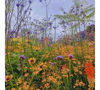 Direct Plants The Prairie Style Border Selection in Large 3 Litre Pots Pack of 12 Direct Plants Multicolor