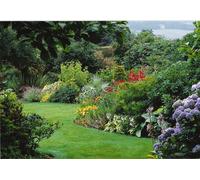 Direct Plants The Ultimate Hardy Flowering Shrub Landscaping Mix, 100x Large Mature Plants Supplied in 3 Litre Pots in Green Direct Plants Green