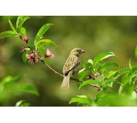 Direct Plants The Wildlife Selection Hardy Shrub Plant Garden Border Mix Large Mature Plants Supplied In 3 Litre Pots - Pack Of 12