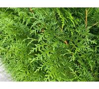 Direct Plants Thuja Plicata Gelderland Western Red Cedar 3-4Ft Pack Of 10 Supplied In 2/3 Litre Pots