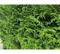 Direct Plants Thuja Plicata Gelderland Western Red Cedar 3-4Ft Pack Of 10 Supplied In 3 Litre Pots