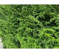 Direct Plants Thuja Plicata Gelderland Western Red Cedar 3-4ft Pack of 10 Supplied in 3 Litre Pots in Green Direct Plants Green
