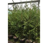 Direct Plants Thuja Plicata Gelderland Western Red Cedar Conifer Tree 4-5ft, 5L Pot Direct Plants Multicolor