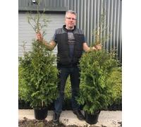 Direct Plants Thuja Plicata Gelderland Western Red Cedar Conifer Tree 5ft, 10L Pot Direct Plants Multicolor