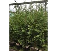 Direct Plants Thuja Plicata Gelderland Western Red Cedar Conifer Tree Large 4-5Ft Tall Supplied In A 5 Litre Pot