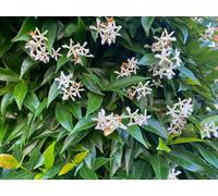 Direct Plants Trachelospermum Jasminoides, Evergreen Star Jasmine Climbing Plant, 5-6Ft Tall, Supplied In A 7.5 Litre Pot