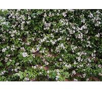 Direct Plants Trachelospermum Jasminoides Star Jasmine Fragrant Climbing 4-5ft, 7LPot Direct Plants Multicolor