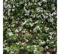 Direct Plants Trachelospermum Jasminoides Star Jasmine Highly Fragrant Climbing Plant 4-5Ft Supplied In A 7 Litre Pot