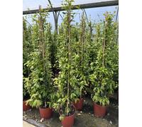 Direct Plants Trachelospermum Jasminoides Star Jasmine Highly Fragrant Extra Large Climbing Plant 5-6Ft Supplied In A 7.5 Litre Pot