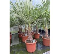 Direct Plants Trachycarpus Fortunei Fan Palm Tree 3.5-4Ft Tall, Extra Large Plant, Supplied In A 10 Litre Pot