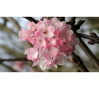 Direct Plants Viburnum Charles Lamont Fragrant Garden Shrub Large Plant In A 3 Litre Pot