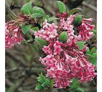 Direct Plants Viburnum Dawn Fragrant Winter Flowering Pink Shrub Large In A 3 Litre Pot