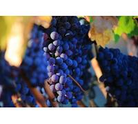 Direct Plants Vitis Boskoop Glory Black Grape Vine Climbing Fruit Plant 3-4Ft Tall In A 3 Litre Pot