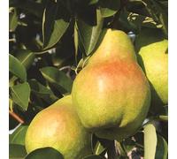 Direct Plants Williams Pear Fruit Tree 100-120cm Bare Root Tree Direct Plants Multicolor