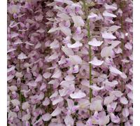 Direct Plants Wisteria Sinensis Pink Climbing Plant Grafted 5-6ft Extra Large 5L Pot Direct Plants Multicolor