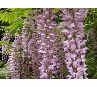 Direct Plants Wisteria Sinensis Pink Climbing Plant Grafted 5-6Ft Tall Extra Large Supplied In A 5 Litre Pot