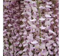 Direct Plants Wisteria Sinensis Pink Climbing Plant Grafted 5-6ft Tall Extra Large Supplied in a 5 Litre Pot - Living Plants - Climbing Plant - Pink