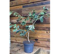 Direct Plants Witchhazel Hamamelis Orange Beauty Shrub Plant 2.5-3Ft Extra Large In A 7.5 Litre Pot